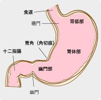 胃の図
